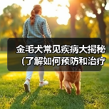 金毛犬常见疾病大揭秘(了解如何预防和治疗金毛犬的常见疾病)(图2) 金毛犬常见疾病全攻略(图2)
