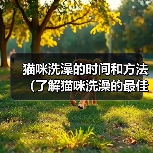 猫咪洗澡的正确方法和最佳时间全攻略