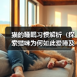 猫的睡眠习惯解析｜科学养护全攻略