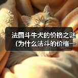 法国斗牛犬价格高原因解析｜购买全攻略(图2)