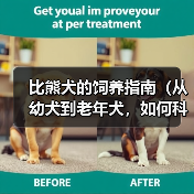 比熊犬饲养全攻略｜从幼犬到老年科学照顾指南