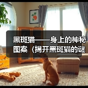黑斑猫身上黑斑形成原因全攻略