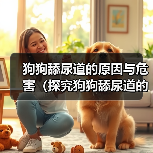 狗狗舔尿道原因与危害分析｜科学应对全攻略