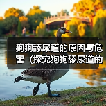 狗狗舔尿道原因与危害分析｜科学应对全攻略(图2)