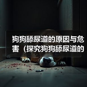 狗狗舔尿道原因与危害分析｜科学应对全攻略(图3)
