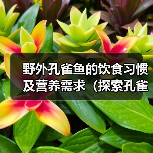 野外孔雀鱼饮食习惯与营养需求解析｜科学喂养全攻略(图4)