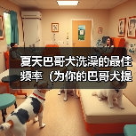 夏天巴哥犬洗澡频率指南｜清爽护理全攻略(图4)