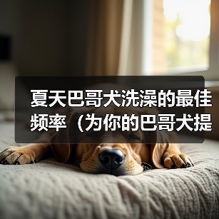 夏天巴哥犬洗澡频率指南｜清爽护理全攻略