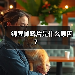 锦鲤掉鳞原因及预防方法｜新手养鱼实用指南