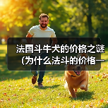 法国斗牛犬价格高原因解析｜购买全攻略(图4)