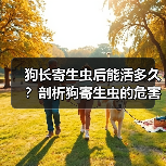 狗寄生虫危害与预防全攻略