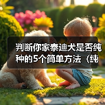 判断泰迪犬纯种5方法全攻略(图4)