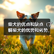 柴犬优点缺点全攻略(图3)