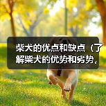 柴犬优点缺点全攻略