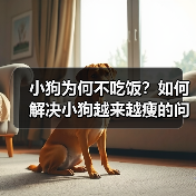 小狗为何不吃饭及解决瘦弱问题全攻略(图3)