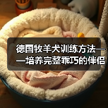 德国牧羊犬训练方法——培养完整乖巧的伴侣(了解德牧习性,科学训练你的犬只)(图2) 德国牧羊犬训练方法培养完整乖巧伴侣全攻略(图2)