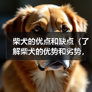 柴犬优点缺点全攻略(图2)
