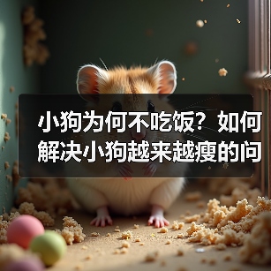 小狗为何不吃饭及解决瘦弱问题全攻略(图4)