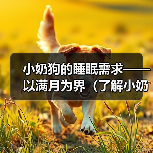 小奶狗满月后睡眠时长与注意事项全攻略
