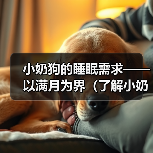 小奶狗满月后睡眠时长与注意事项全攻略(图3)