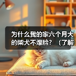柴犬六个月不爆脸原因及爆脸方法全攻略
