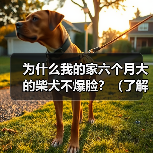 柴犬六个月不爆脸原因及爆脸方法全攻略(图3)