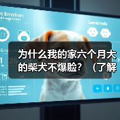 柴犬六个月不爆脸原因及爆脸方法全攻略(图4)