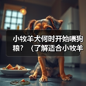 小牧羊犬何时开始喂狗粮全攻略