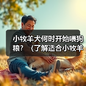 小牧羊犬何时开始喂狗粮全攻略(图3)