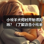 小牧羊犬何时开始喂狗粮全攻略(图4)