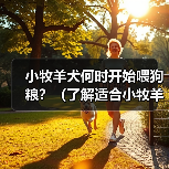 小牧羊犬何时开始喂狗粮全攻略(图2)