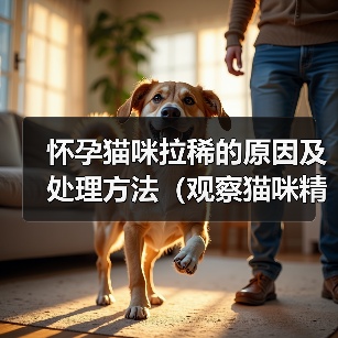 怀孕猫咪拉稀原因及处理方法全攻略(图4)