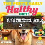 狗狗腰椎盘突出该怎么办?(图2) 狗狗腰椎盘突出全攻略(图2)