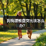 狗狗腰椎盘突出全攻略