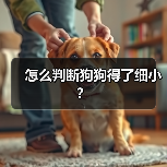 怎么判断狗狗得了细小?(图3) 如何判断狗狗得了细小全攻略(图3)