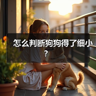如何判断狗狗得了细小全攻略