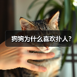 狗狗为什么喜欢扑人?(图4) 狗狗为什么喜欢扑人|行为全攻略(图4)