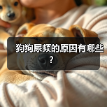 狗狗尿频的原因有哪些?(图4) 狗狗尿频的原因全攻略(图4)