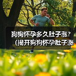 狗狗怀孕多久肚子涨?(揭开狗狗怀孕肚子涨的奥秘)(图4) 狗狗怀孕多久肚子涨|新手养狗必备知识全攻略(图4)