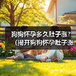 狗狗怀孕多久肚子涨｜新手养狗必备知识全攻略