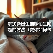 新出生猫咪怕生问题解决方法｜实用指南