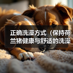 荷兰猪洗澡技巧｜保持健康舒适全攻略