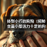 体型小巧的狗狗(揭秘食量小却活力十足的狗狗品种)(图4) 体型小巧狗狗食量小却活力强|养狗全攻略(图4)