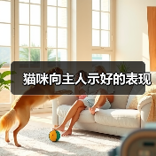 猫咪示好行为全解析｜如何读懂猫咪的爱