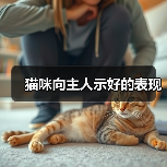 猫咪向主人示好的表现(图2) 猫咪示好行为全解析|如何读懂猫咪的爱(图2)