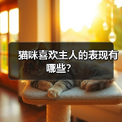 猫咪喜欢主人的表现有哪些?(图2) 猫咪喜欢主人的表现有哪些|常见行为全解析(图2)