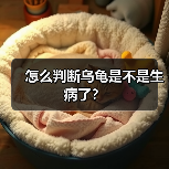 怎么判断乌龟是不是生病了?(图2) 乌龟生病常见症状及判断方法|养龟必备指南(图2)