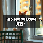猫咪激素性脱发是什么原因?(图4) 猫咪激素性脱发原因及治疗指南(图4)