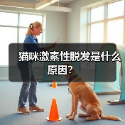 猫咪激素性脱发是什么原因?(图3) 猫咪激素性脱发原因及治疗指南(图3)
