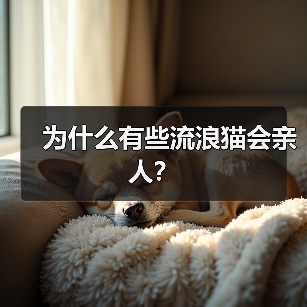 为什么有些流浪猫会亲人?(图3) 为什么有些流浪猫会亲人|科学解析与行为特征(图3)